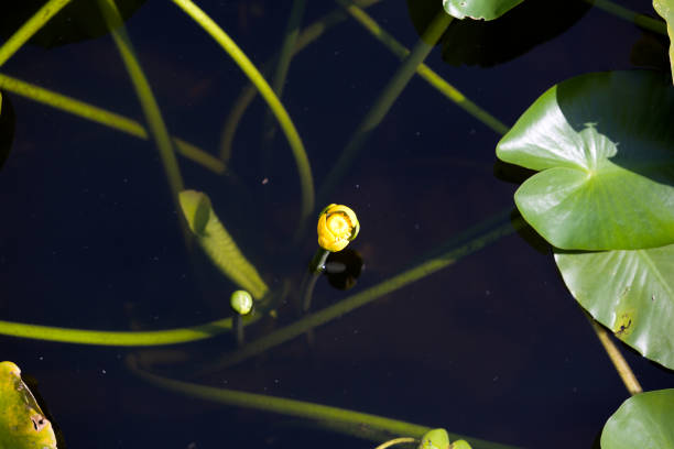 Lotus in swamp