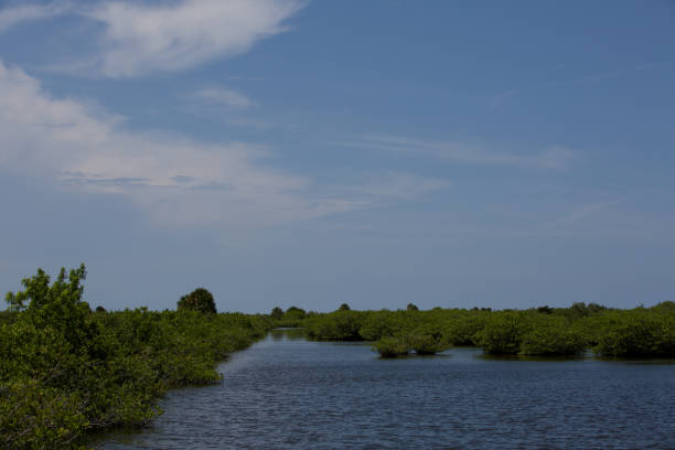 istock Merritt Island National Wildlife Refuge 2164876105