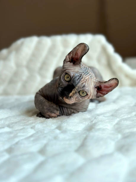 istock Kitten sphinx beautiful purebred cat 2164879846