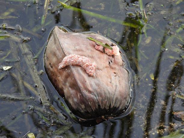 Pink apple snail eggs