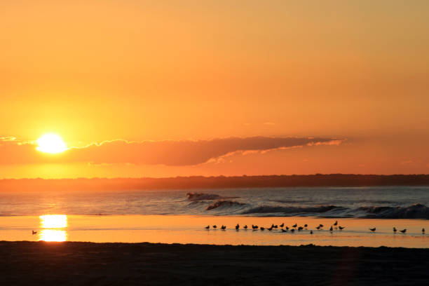 istock Sunset on the Beach with Birds 2164881776