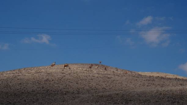 Massada - a symbol of Jewish resistance against the Roman empire.