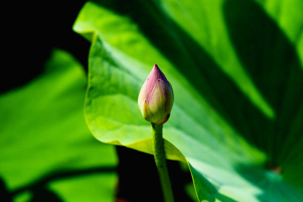 Being marked by its delicate, symmetrical form and charming colors, the lotus flower is also remembered by its meanings and symbolism in many cultures. Its elegant form and symbolic richness have inspired countless artists, poets, and calligraphers for centuries, which is definitely the representative of Chinese beauty.