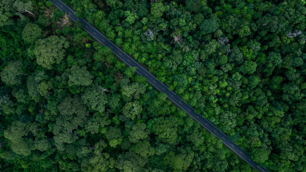istock Aerial view asphalt forest road  passing through the green forest tree, Forest road in the middle of the jungle green forest tree, Road in woodland outdoor adventure trip. 2164884702