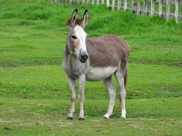 istock Donkey (Equus africanus asinus) - standing in the pasture 2164885413