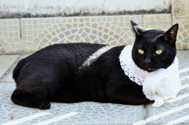 Black bobtail cat in scarf in the sun on winter day in garage
