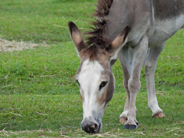 istock Donkey (Equus africanus asinus) - grazing in the pasture 2164887575