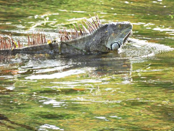 istock Green Iguana (Iguana iguana) -swimming in a lake 2164888366