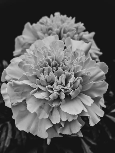 istock Marigolds in black and white 2164888775