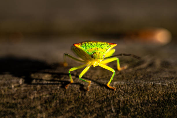 Miridae insect