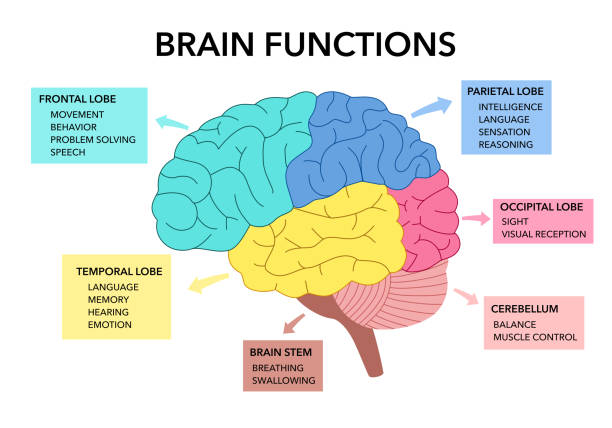 13,300+ Brain Diagram Illustrations - iStock