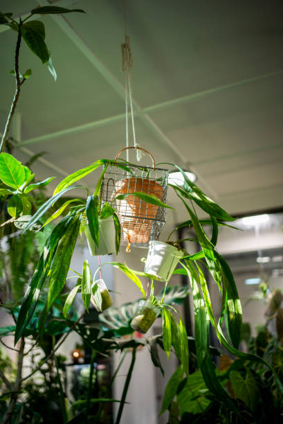 istock beautiful houseplant 2164890428