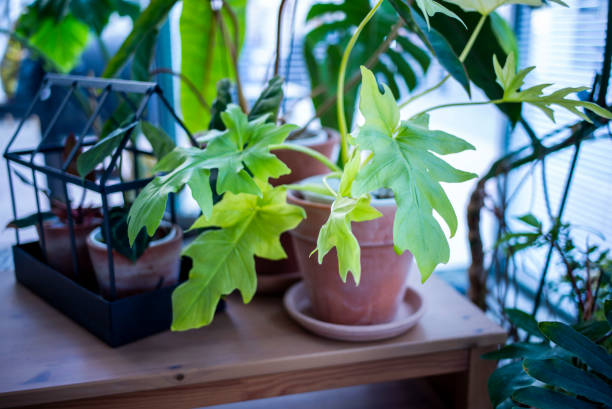 istock beautiful houseplant 2164890467