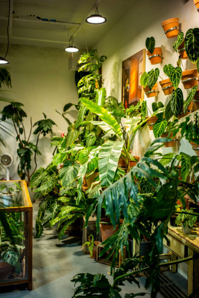 istock beautiful houseplant 2164890475