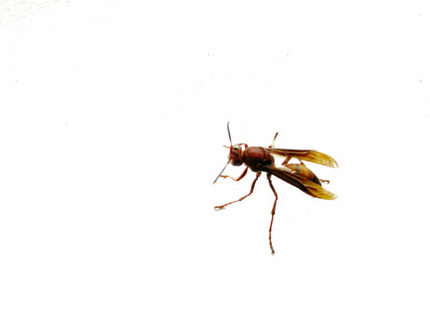 small dangerous insect wasp stings a man's finger with a sharp needle in a summer garden