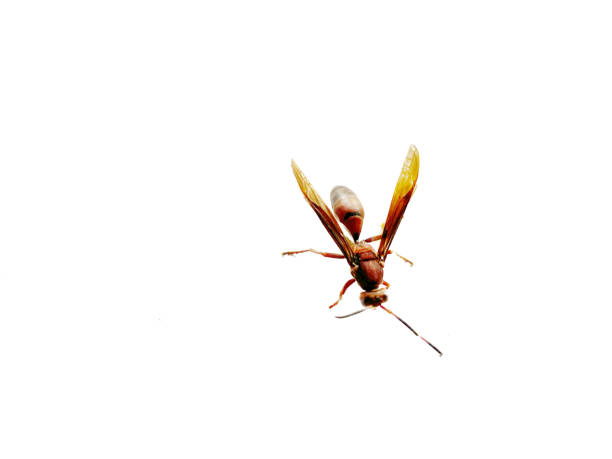 Brown Paper Wasp (Polistes metricus) ,bee,isolated on white background.