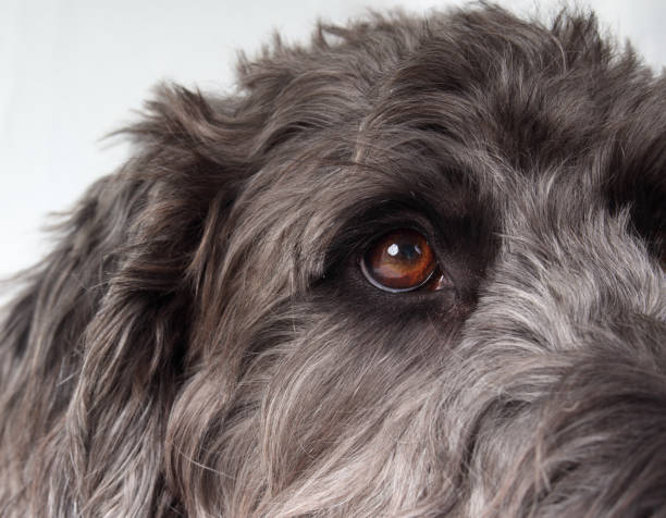Labradoodle dog eye close up.