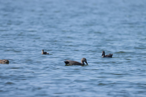 Duck swimming in pond. Bird background.