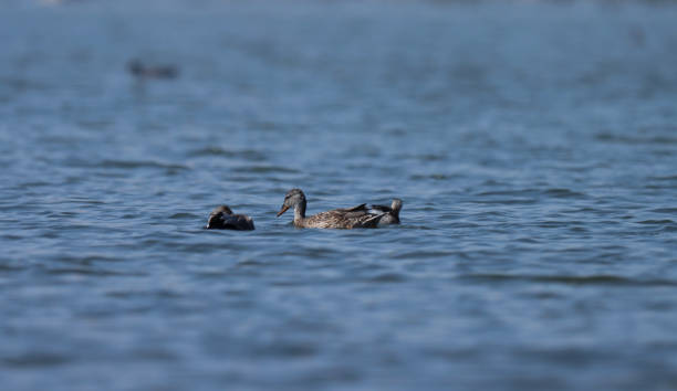 istock Duck swimming in pond. Bird background. 2164893934