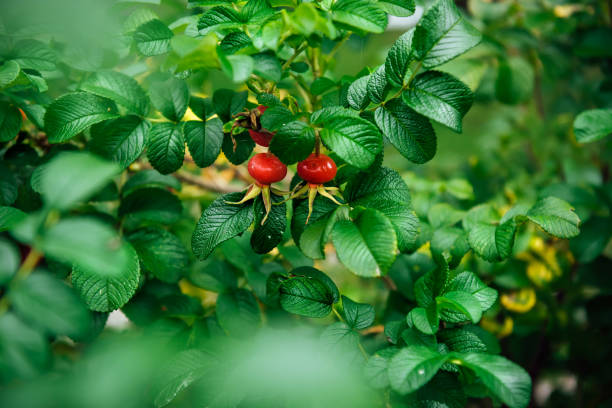 Rosehip bush and its fruits, collection of rosehip fruits, rosehip fruits for herbal treatment, ripe rosehip fruits on an autumn day. Selective focus, blurred background Rosehip bush and its fruits, collection of rosehip fruits, rosehip fruits for herbal treatment, ripe rosehip fruits on an autumn day. Selective focus, blurred background. wild rose hip stock pictures, royalty-free photos & images