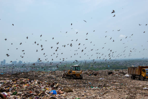 istock Excavator, truck and Birds at Garbage Dump area 2164895353