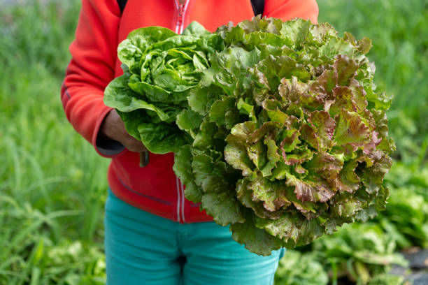 istock woman farm worker picking salad on field 2164895428
