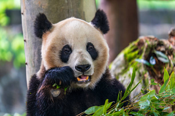 istock Giant panda eating bamboo at Dujiangyan Panda Base 2164895479