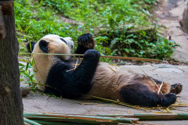 istock Giant panda eating bamboo at Dujiangyan Panda Base 2164895605