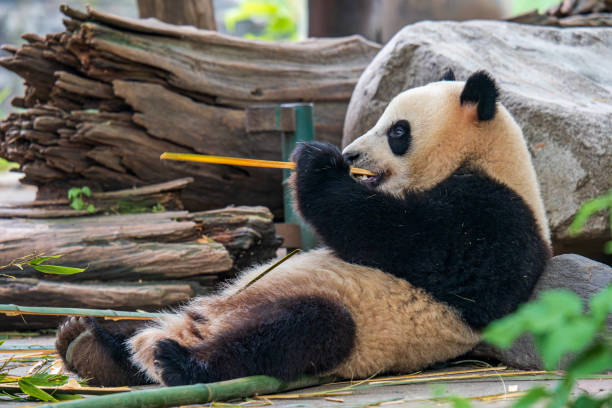 istock Giant panda eating bamboo at Dujiangyan Panda Base 2164895916