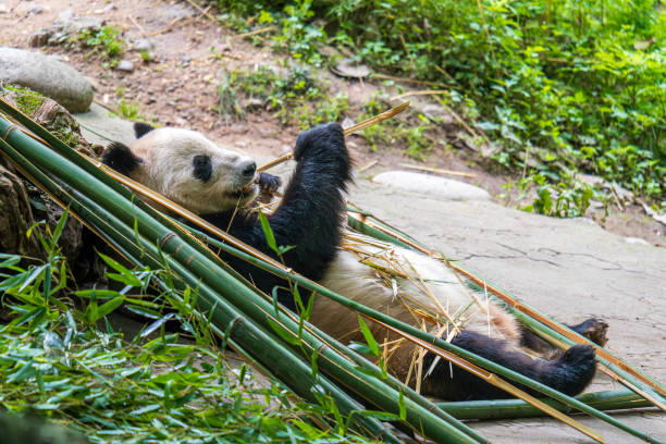 istock Giant panda eating bamboo at Dujiangyan Panda Base 2164896322