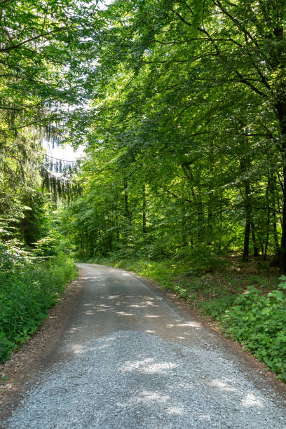 istock Forest with gravel road 2164897542