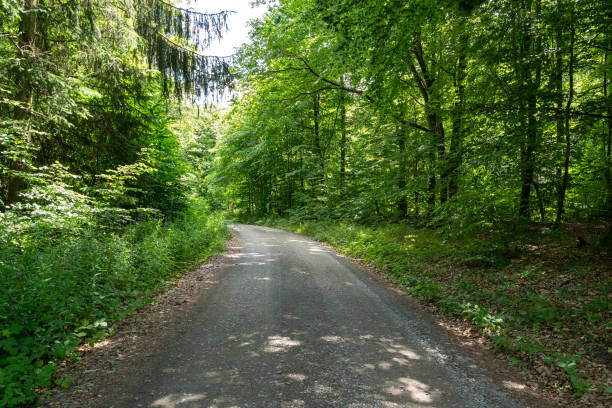 istock Forest with gravel road 2164897543