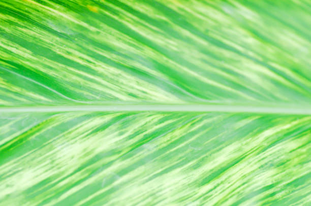 Natural tree wood texture with fine grains.