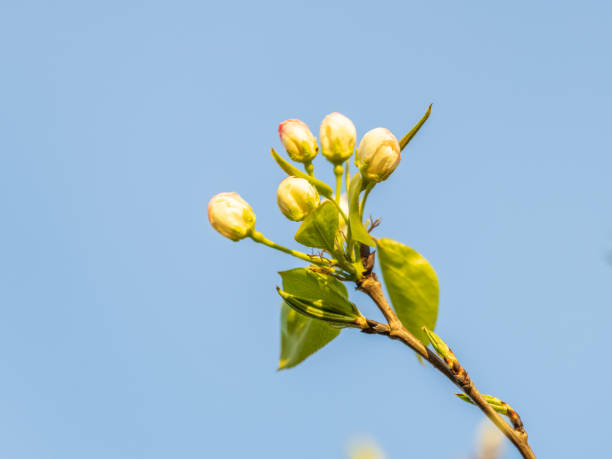 Apple tree branches with white flowers on a background of blue clear sky. A fluffy branches of blooming apple tree on a sunny spring day on blue sky background, Spring background with copy space