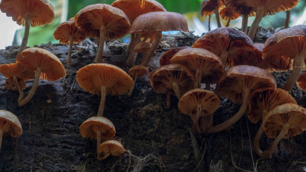 istock autumn Mushrooms 2164898878