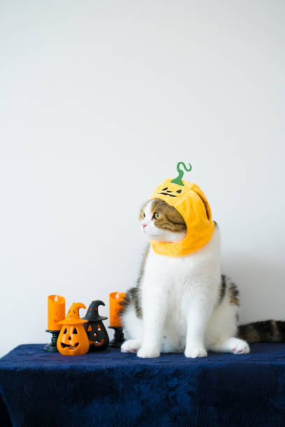 istock close up scottish cat with wearing pumpkin halloween concept 2164899415