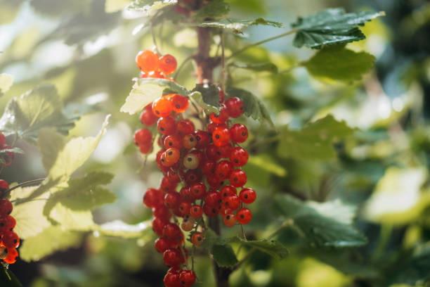 istock Brushes of red currants in the sunlight. 2164899802