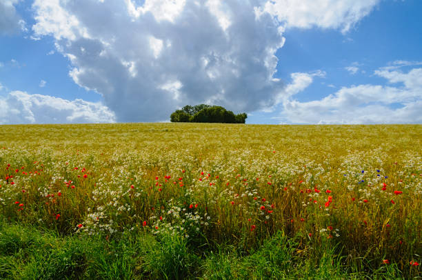 A golden field of wheat with a tree on the horizon under a blue sky with clouds on a sunny day.