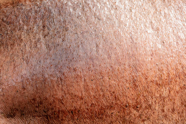 Hippopotamus skin as an abstract background. Texture.