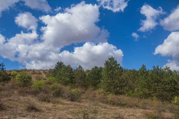 Landscapes -  Forest - Europe, Romania