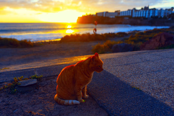 Cat is sitting on a ledge near the ocean in the twilight. Feline sitting on the coast