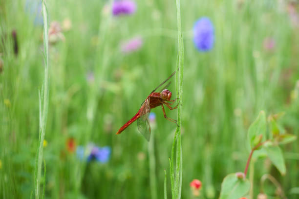 istock A red dragonfly resting on a leaf in a flower field 2164904314