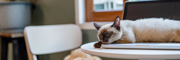 istock Domestic Pet Cat lying down on laptop. 2164904413