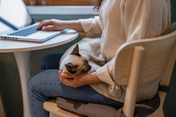 istock Woman working on laptop with cat sitting together. 2164904448