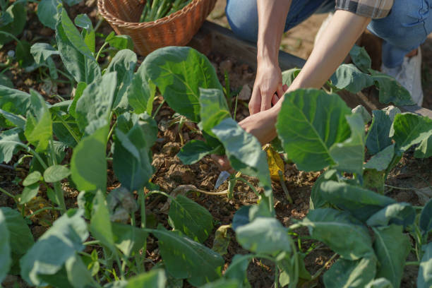 istock Farmer harvesting fresh green vegetables, agriculture concept. 2164904453