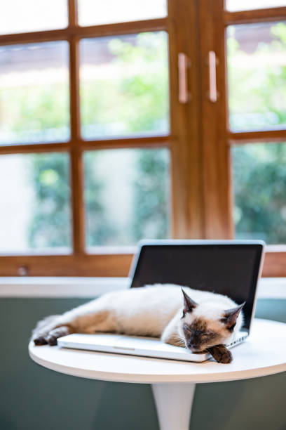 Domestic Pet Cat lying down on laptop.