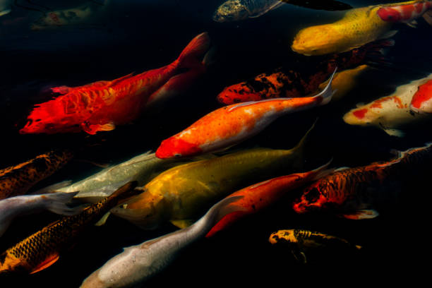 istock Beautiful Fancy carps on black background. 2164904828