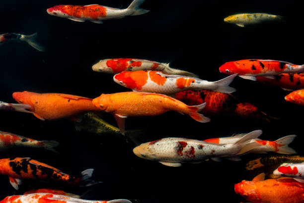 istock Beautiful Fancy carps on black background. 2164904835