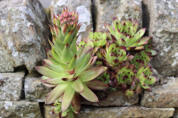 istock House leeks or sempervivum growing on a wall 2164904874