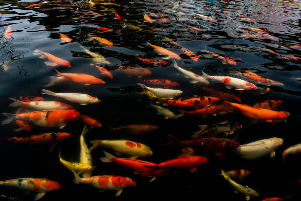 istock Colorful Koi fishs swimming in a pond. 2164904897